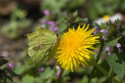 <i>Gonepteryx rhamni</i>