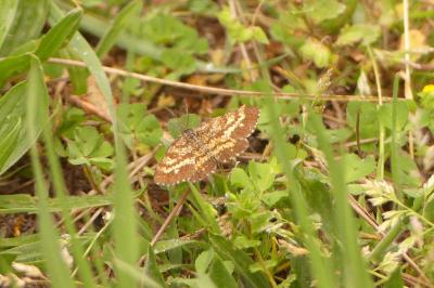 <i>Ematurga atomaria</i>