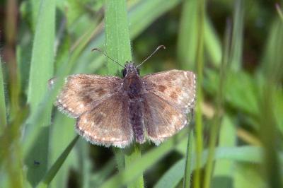 <i>Erynnis tages</i>