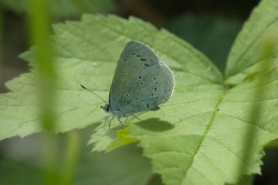 <i>Celastrina argiolus</i>