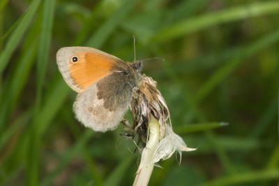 <i>Coenonympha pamphilus</i>