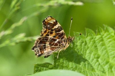<i>Araschnia levana</i>