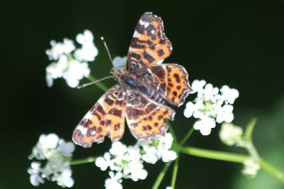 <i>Araschnia levana</i>