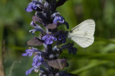 <i>Leptidea sinapis</i>