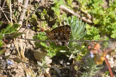 <i>Boloria dia</i>