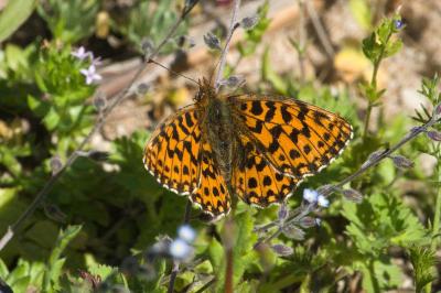 <i>Boloria dia</i>