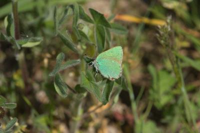 <i>Callophrys rubi</i>