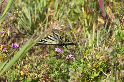 <i>Iphiclides podalirius</i>