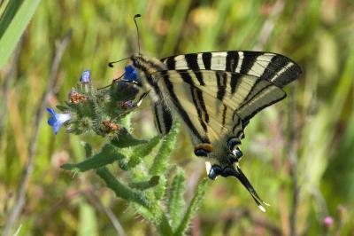 <i>Iphiclides podalirius</i>