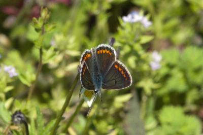 <i>Aricia agestis</i>