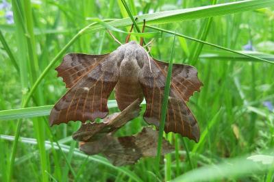 <i>Laothoe populi</i>