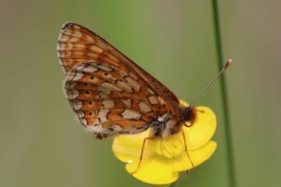 <i>Euphydryas aurinia</i>