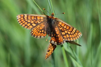 <i>Euphydryas aurinia</i>