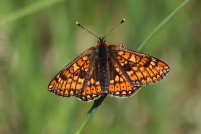 <i>Euphydryas aurinia</i>