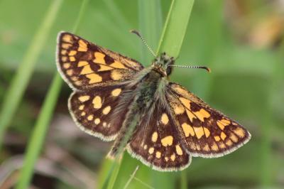 <i>Carterocephalus palaemon</i>