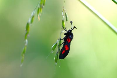 <i>Zygaena trifolii</i>