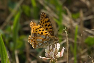 <i>Issoria lathonia</i>