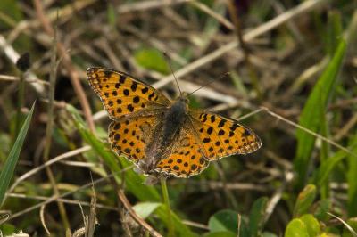<i>Issoria lathonia</i>