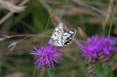 <i>Melanargia galathea</i>