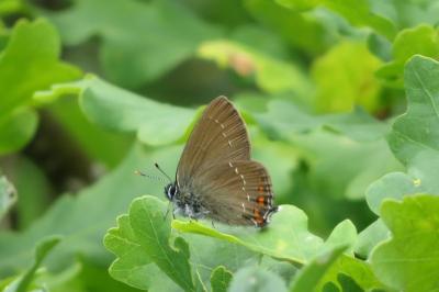 <i>Satyrium ilicis</i>