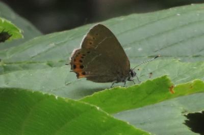 <i>Satyrium pruni</i>