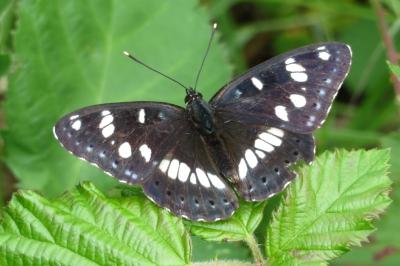 <i>Limenitis reducta</i>