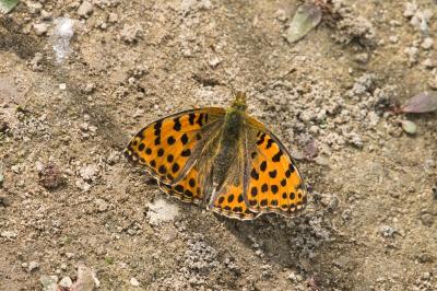 <i>Issoria lathonia</i>