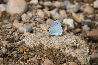<i>Celastrina argiolus</i>