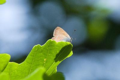 <i>Satyrium ilicis</i>