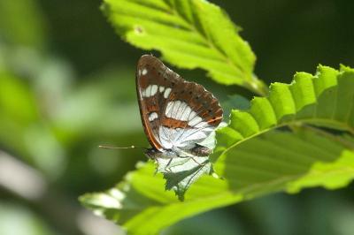 <i>Limenitis reducta</i>