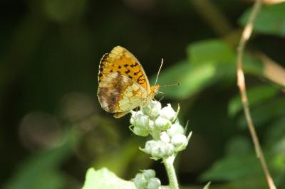 <i>Brenthis daphne</i>