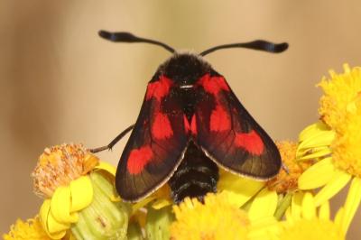 <i>Zygaena sarpedon</i>