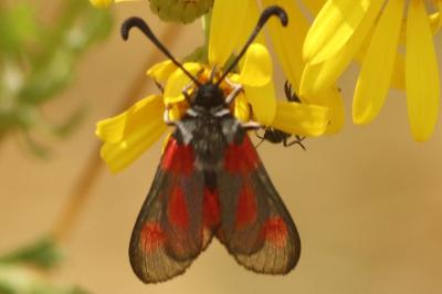 <i>Zygaena sarpedon</i>