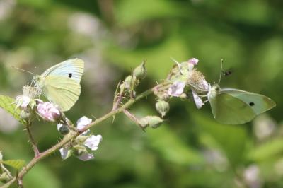 <i>Pieris rapae</i>