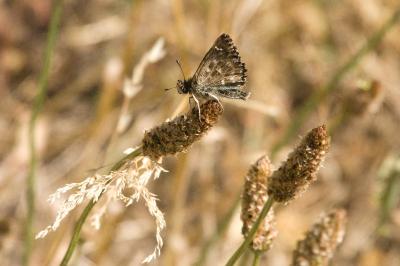 <i>Carcharodus alceae</i>