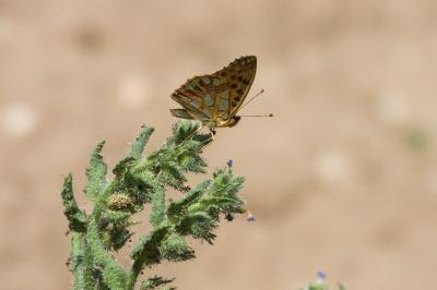 <i>Issoria lathonia</i>