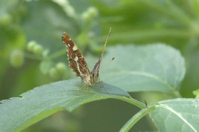 <i>Araschnia levana</i>