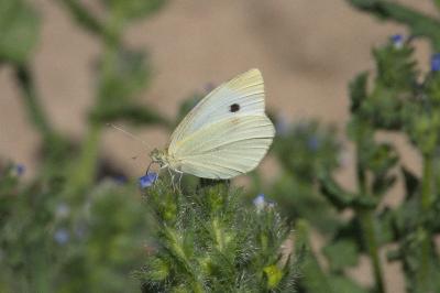 <i>Pieris rapae</i>