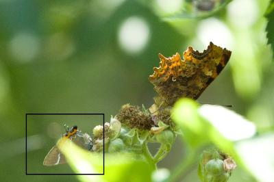 <i>Satyrium w-album</i>