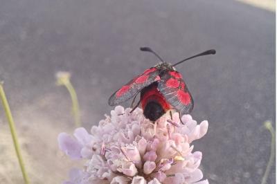 <i>Zygaena sarpedon</i>