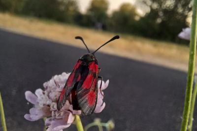 <i>Zygaena sarpedon</i>