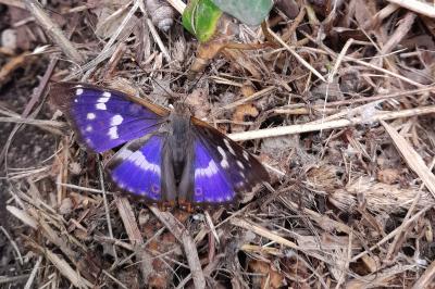 <i>Apatura ilia</i>