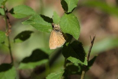 <i>Erynnis tages</i>