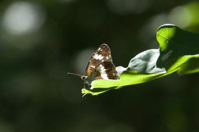 <i>Limenitis camilla</i>