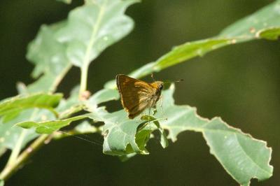 <i>Ochlodes sylvanus</i>