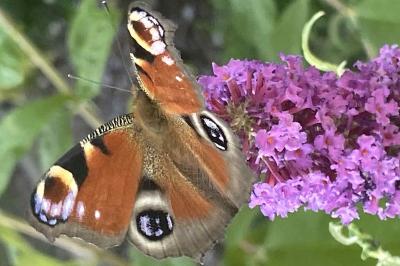 <i>Aglais io</i>