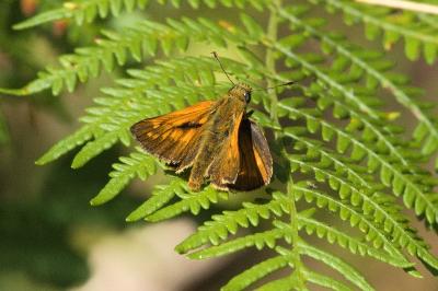 <i>Ochlodes sylvanus</i>