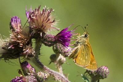 <i>Ochlodes sylvanus</i>