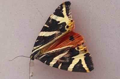 <i>Euplagia quadripunctaria</i>