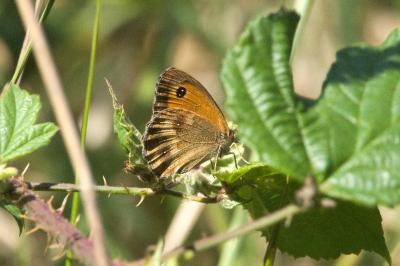 <i>Pyronia tithonus</i>